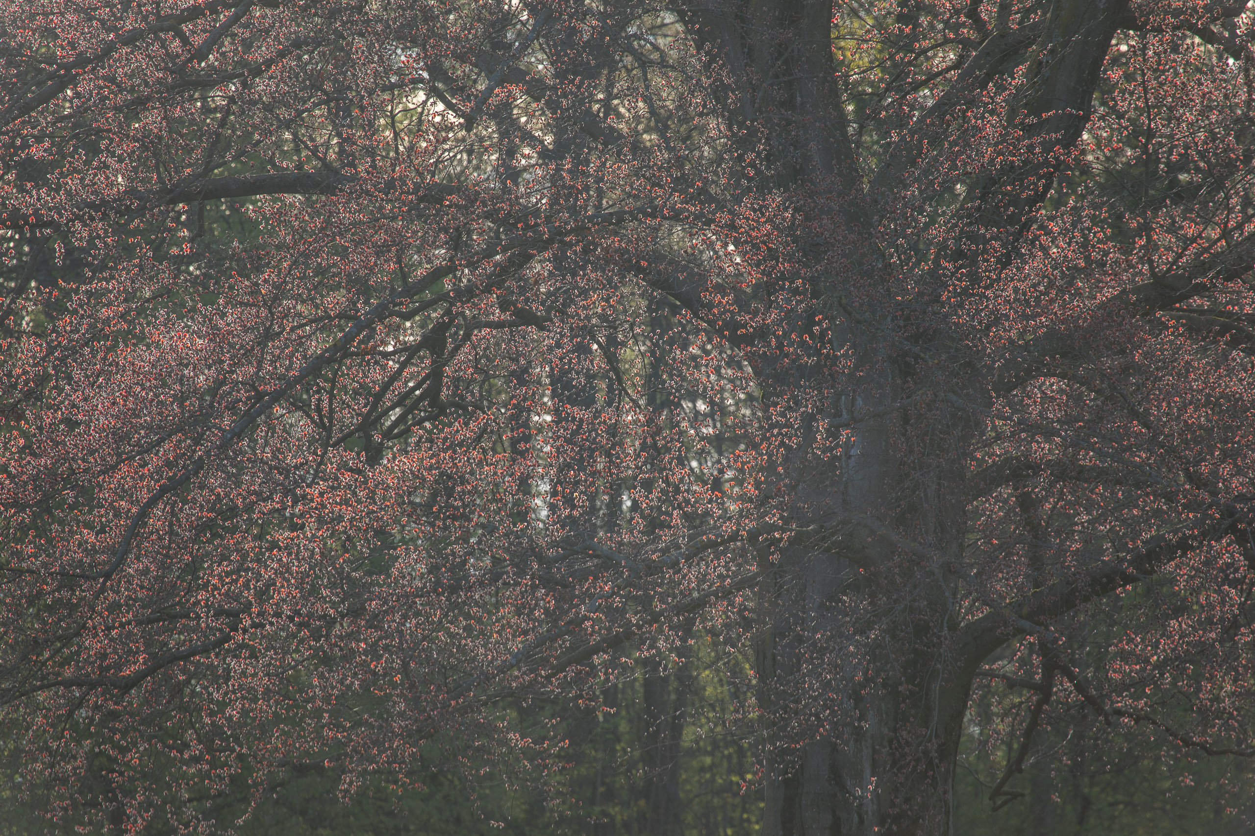 20180414185615 RD4 0627